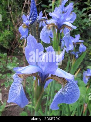 Die Gruppe der Iris sibirica blüht in einem heimischen Garten in Horspath, Oxfordshire Stockfoto