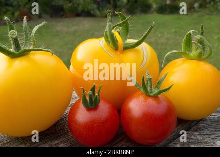 Gruppe von fünf Tomaten (Lycopersicon esculentum), drei gelbe und zwei rote, auf einem Gartentisch Stockfoto