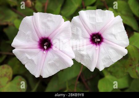 Wasser Convolvulus Ipomoea aquatica Stockfoto