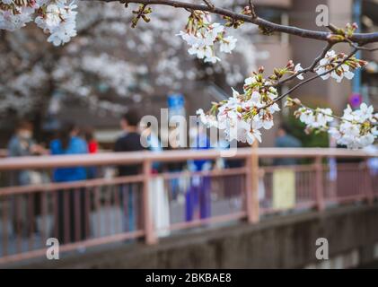 Kirschblüte im Vordergrund bei Touristen und Hanami-Besuchern auf einer Brücke am Meguro River in Tokio, Japan. Wachmann wacht über die Besucher. Stockfoto