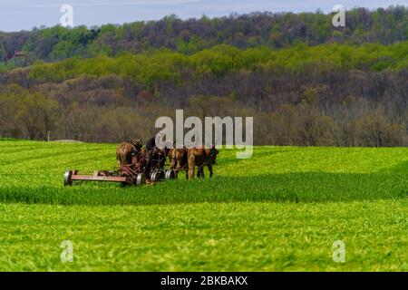 Morgantown, PA / USA - 2. Mai 2020: Ein Amish-Bauer arbeitet mit einem Team von Pferden auf einem Feld im ländlichen Pennsylvania. Stockfoto