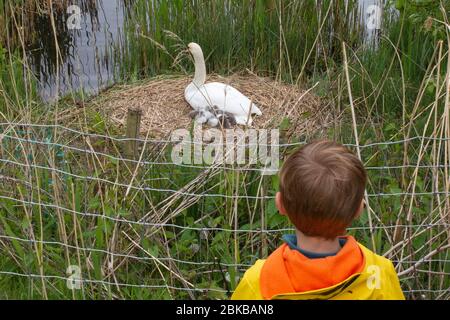 Ein kleiner Junge schaut nur wenige Tage nach dem Schlüpfen in Hampstead Heath, North London, am Sonntag, den 3. Mai 2020, über einen brütenden Schwan mit jungen Küken Stockfoto