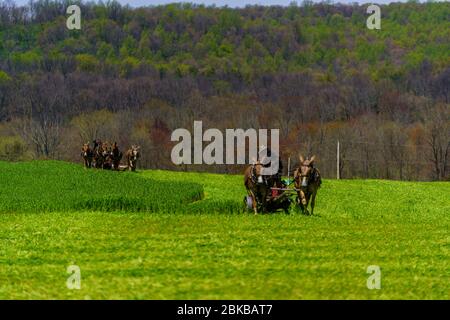 Morgantown, PA / USA - 2. Mai 2020: Die Amish-Bauern nutzen Pferdeteams, um Maschinen zu ziehen und in einem Feld im ländlichen Pennsylvania zu arbeiten. Stockfoto