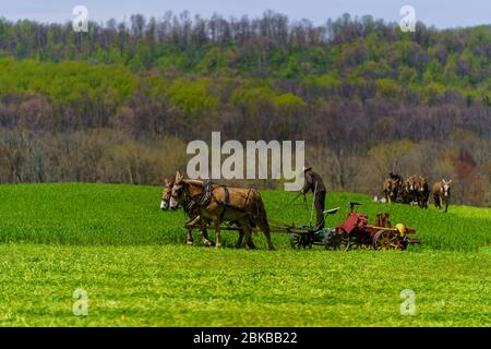 Morgantown, PA / USA - 2. Mai 2020: Die Amish-Bauern nutzen Pferdeteams, um Maschinen zu ziehen und in einem Feld im ländlichen Pennsylvania zu arbeiten. Stockfoto