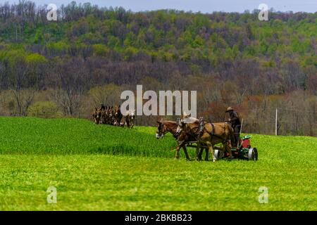 Morgantown, PA / USA - 2. Mai 2020: Die Amish-Bauern nutzen Pferdeteams, um Maschinen zu ziehen und in einem Feld im ländlichen Pennsylvania zu arbeiten. Stockfoto