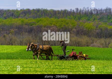 Morgantown, PA / USA - 2. Mai 2020: Ein Amish-Bauer arbeitet mit einem Team von Pferden auf einem Feld im ländlichen Pennsylvania. Stockfoto