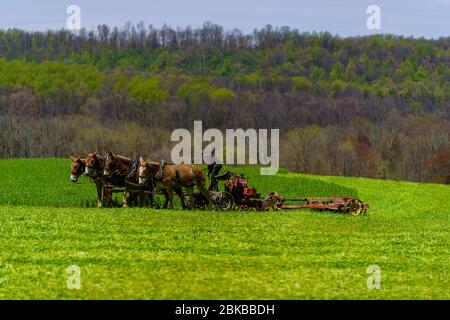 Morgantown, PA / USA - 2. Mai 2020: Ein Amish-Bauer arbeitet mit einem Team von Pferden auf einem Feld im ländlichen Pennsylvania. Stockfoto