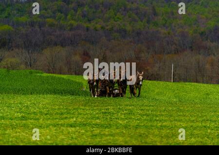 Morgantown, PA / USA - 2. Mai 2020: Ein Amish-Bauer arbeitet mit einem Team von Pferden auf einem Feld im ländlichen Pennsylvania. Stockfoto