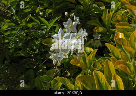 Kartoffelrebe (Solanum jasmoinoides) aus nächster Nähe Stockfoto