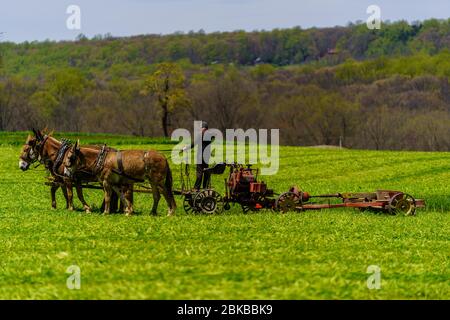 Morgantown, PA / USA - 2. Mai 2020: Ein Amish-Bauer arbeitet mit einem Team von Pferden auf einem Feld im ländlichen Pennsylvania. Stockfoto