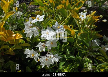 Kartoffelrebe (Solanum jasmoinoides) aus nächster Nähe Stockfoto