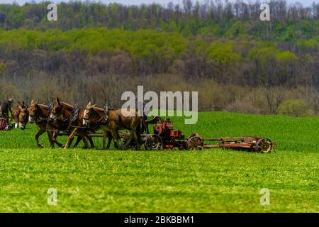 Morgantown, PA / USA - 2. Mai 2020: Die Amish-Bauern nutzen Pferdeteams, um Maschinen zu ziehen und in einem Feld im ländlichen Pennsylvania zu arbeiten. Stockfoto