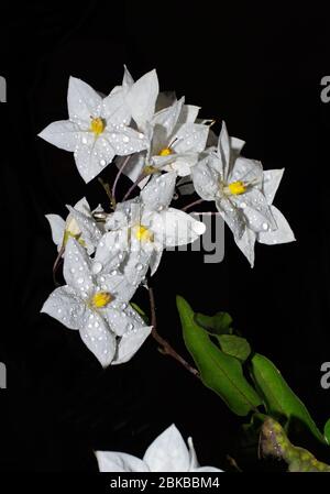 Kartoffelrebe (Solanum jasmoinoides) aus nächster Nähe Stockfoto