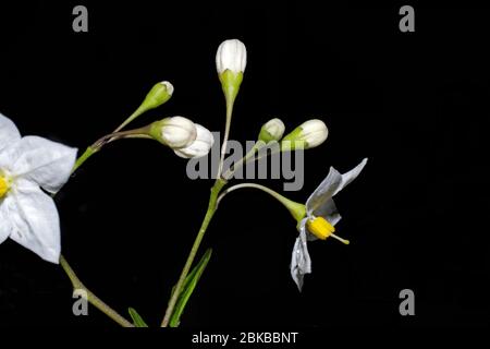 Kartoffelrebe (Solanum jasmoinoides) aus nächster Nähe Stockfoto