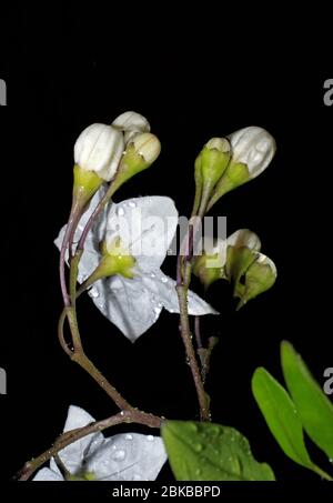 Kartoffelrebe (Solanum jasmoinoides) aus nächster Nähe Stockfoto