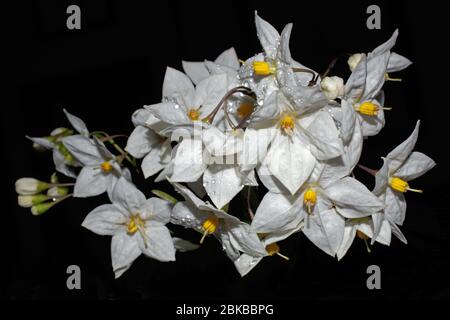 Kartoffelrebe (Solanum jasmoinoides) aus nächster Nähe Stockfoto