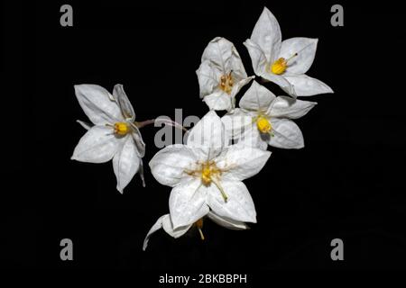 Kartoffelrebe (Solanum jasmoinoides) aus nächster Nähe Stockfoto