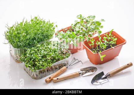 Microgreens in Kunststoffboxen und Gartengeräten auf weißem Hintergrund. Wachsende grüne Sprossen zu Hause.Fenster Kräutergarten. Stockfoto