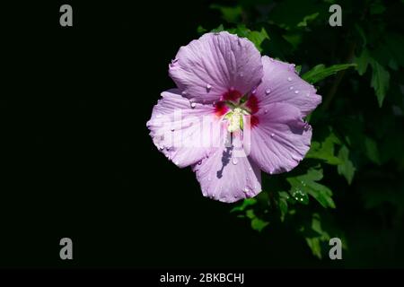 Hibiscus syriacus in voller Blüte. Die Blume hat 5 Blütenblätter und Filamente in der Mitte. Elegante Sommerblume mit dunkelgrünen Blättern auf schwarzem Hintergrund. Stockfoto