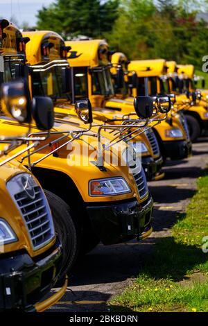 Mohnton, PA / USA - 2. Mai 2020: Eine Reihe geparkter Schulbusse auf einem Parkplatz in Berks County, Pennsylvania. Stockfoto