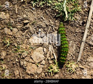 Kaiser Moth Caterpillar, Cornwall, Großbritannien Stockfoto