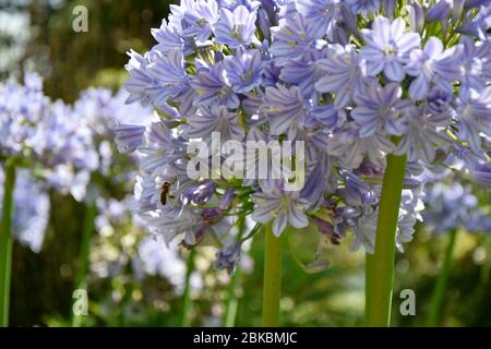 Wespen füttern auf Agapanthus Stockfoto