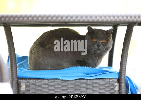 Englische Katze posiert für Outdoor-Fotos. Stockfoto