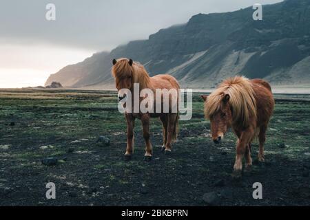 Islandpferde sind sehr einzigartige Kreaturen für Island. Diese Pferde sind wahrscheinlicher Ponys aber etwas größer und Sie sind in der Lage, der Überlebenden Stockfoto