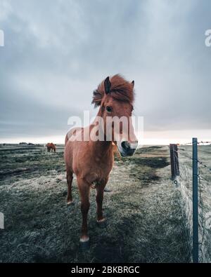 Islandpferde sind sehr einzigartige Kreaturen für Island. Diese Pferde sind wahrscheinlicher Ponys aber etwas größer und Sie sind in der Lage, der Überlebenden Stockfoto