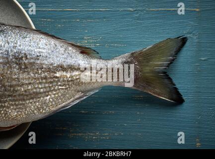 Schwanz von frischen rohen dorado-Fischen auf blauem Holzhintergrund, Draufsicht Stockfoto
