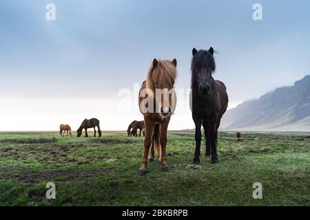 Islandpferde sind sehr einzigartige Kreaturen für Island. Diese Pferde sind wahrscheinlicher Ponys aber etwas größer und Sie sind in der Lage, der Überlebenden Stockfoto