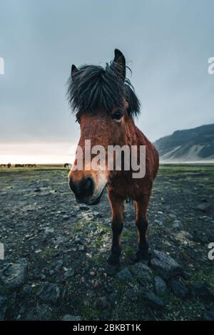 Islandpferde sind sehr einzigartige Kreaturen für Island. Diese Pferde sind wahrscheinlicher Ponys aber etwas größer und Sie sind in der Lage, der Überlebenden Stockfoto