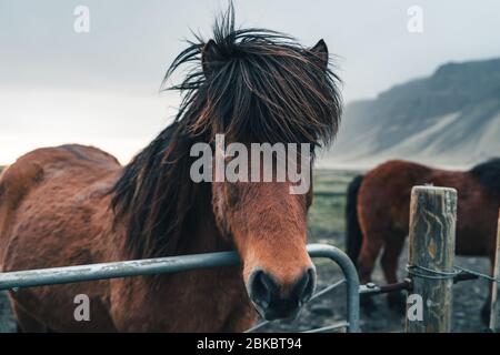 Islandpferde sind sehr einzigartige Kreaturen für Island. Diese Pferde sind wahrscheinlicher Ponys aber etwas größer und Sie sind in der Lage, der Überlebenden Stockfoto