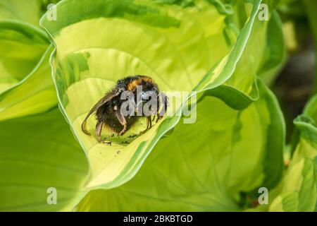 Bumble Bee auf einem Hosta-Blatt. Stockfoto