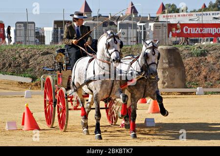 Pferdekutschenwettbewerb in SICAB 2011 mit spanischen Pferden Stockfoto