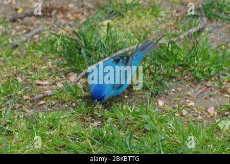 Ein leuchtend blauer Indigo-Bunting, der auf dem Boden nach Nahrung sucht Stockfoto