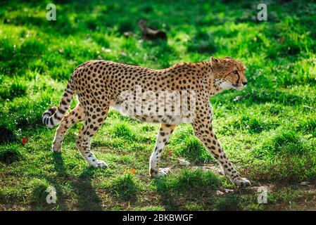 Gepardenwildkatze auf dem grünen Gras während des Sonnenuntergangs. Stockfoto