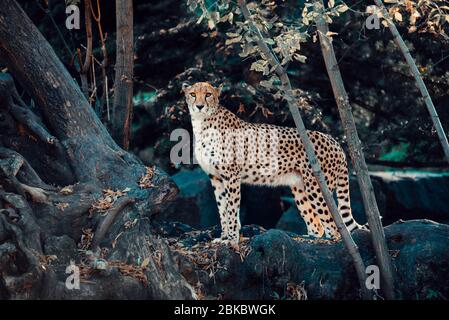 Einzigartiges Porträt des Geparden auf dem Baum in freier Wildbahn, der zur Kamera schaut. Stockfoto