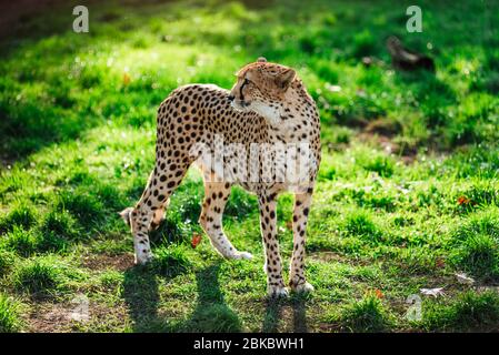 Gepardenwildkatze auf dem grünen Gras während des Sonnenuntergangs. Stockfoto