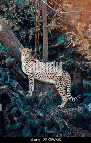 Einzigartiges Porträt des Geparden auf dem Baum in freier Wildbahn, der zur Kamera schaut. Stockfoto