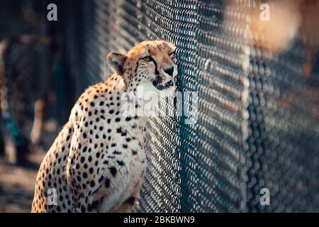 Porträt der Geparden Wildkatze in Gefangenschaft mit dem Gesicht kratzend auf dem Metallzaun. Stockfoto