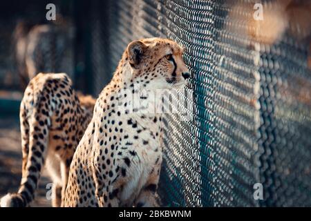 Porträt der Geparden Wildkatze in Gefangenschaft mit dem Gesicht kratzend auf dem Metallzaun. Stockfoto