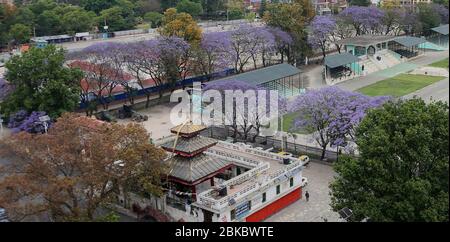 Kathmandu, Nepal. Mai 2020. Blühende Jacaranda Blumen sind rund um die Straße von Kathmandu, Hauptstadt von Nepal zu sehen. Kredit: Sunil Sharma/ZUMA Wire/Alamy Live News Stockfoto