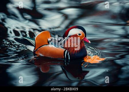 Farbenfrohe, lebendige Mandarinente im Wasser während der Herbstsaison. Ein einzigartiges Porträt. Stockfoto