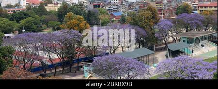 Kathmandu, Nepal. Mai 2020. Blühende Jacaranda Blumen sind rund um die Straße von Kathmandu, Hauptstadt von Nepal zu sehen. Kredit: Sunil Sharma/ZUMA Wire/Alamy Live News Stockfoto