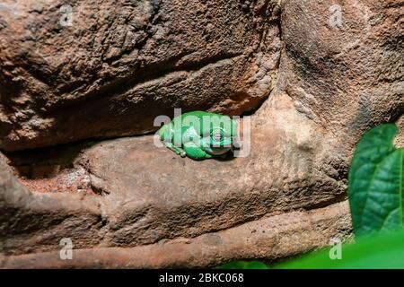 Australischer Grünbaumbrosch (Ranoidea caerulea) auf einem Felsen sitzend Stockfoto