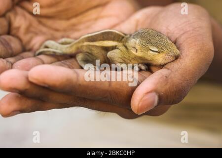 Baby Eichhörnchen schlafen auf menschlicher Hand, gemein indisches Baby Eichhörnchen schlafen auf dem Buch. Hintergrund unscharf machen. Stockfoto
