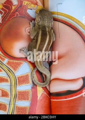 Baby Eichhörnchen schlafen auf Buch der Zoologie, Common indian Baby Eichhörnchen schlafen auf dem Buch. Hintergrund unscharf machen. Stockfoto