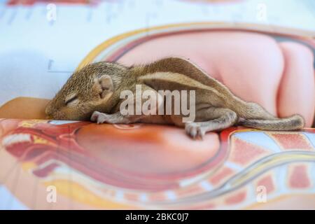 Baby Eichhörnchen schlafen auf Buch der Zoologie, Common indian Baby Eichhörnchen schlafen auf dem Buch. Hintergrund unscharf machen. Stockfoto