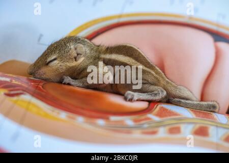 Baby Eichhörnchen schlafen auf Buch der Zoologie, Common indian Baby Eichhörnchen schlafen auf dem Buch. Hintergrund unscharf machen. Stockfoto